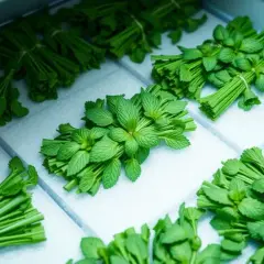 Jak mrozić miętę, aby zachować jej świeżość i aromat na długo