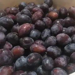 Jak mrozić śliwki, aby nie straciły smaku i aromatu?
