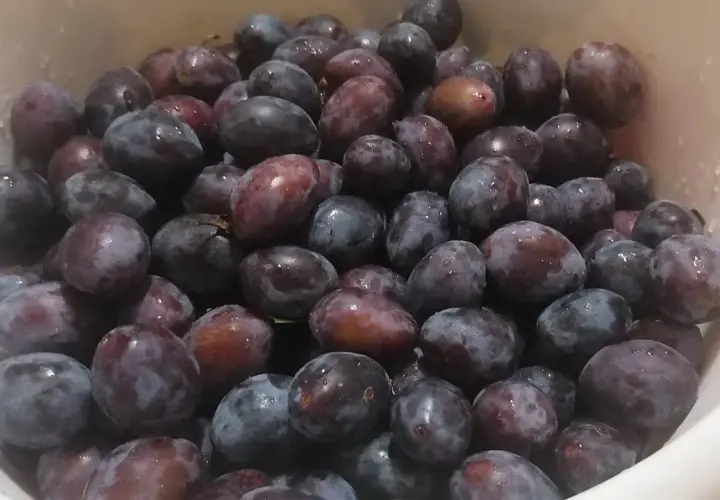 Jak mrozić śliwki, aby nie straciły smaku i aromatu?